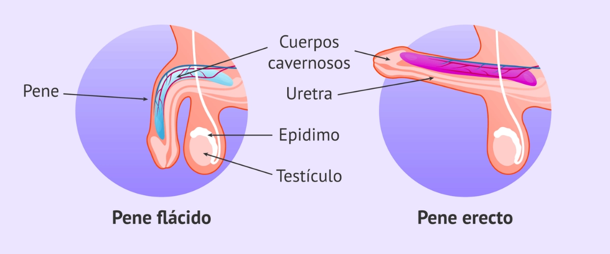 Diagrama del mecanismo de la erección mostrando pene flácido y pene erecto con cuerpos cavernosos y uretra
